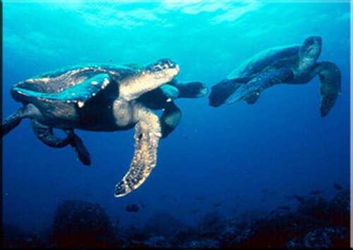 Didactica De Ciencias Naturales Galapagos Y Sus Ecosistemas Marinos