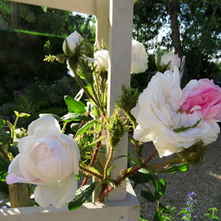 'Shailer's White' moss rose