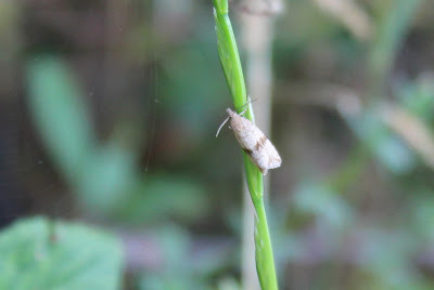 Paardenbloembladroller - - Celypha striana