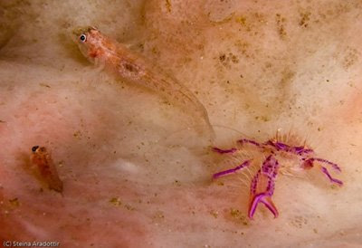 Purple Hairy Crab, Pemuteran,NW Bali