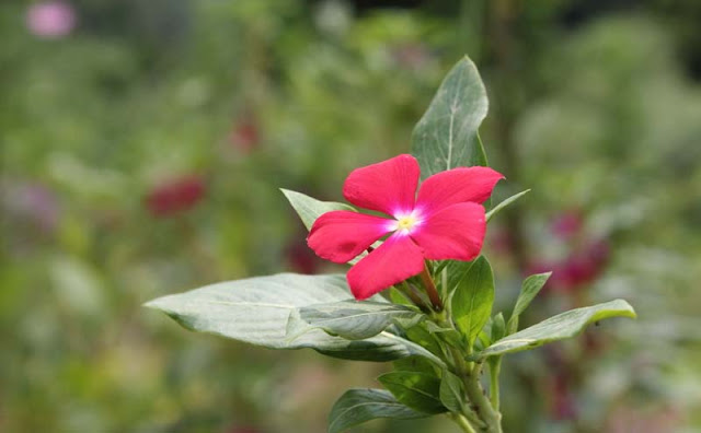 Vinca Flowers Pictures