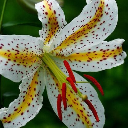 Лилия золотистая (Lilium auratum)