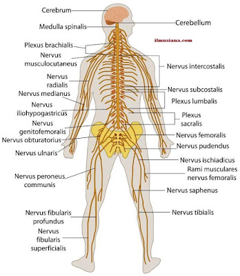 Human Nervous System is composed of sensory receptor of the sense Human Nervous System