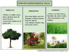 Resultado de imagen de CLASIFICACION LAS PLANTAS  ARBOLES 3 PRIMARIA ESQUEMA