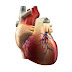 cardio-vascular system 