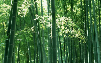 bamboo tree