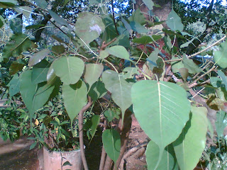 ficus religiosa