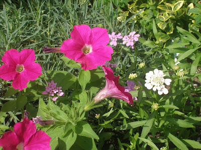 [Photo: Petunia 'Carmine Madness'® and Iberis umbellata 'Fairy Mixed'.]