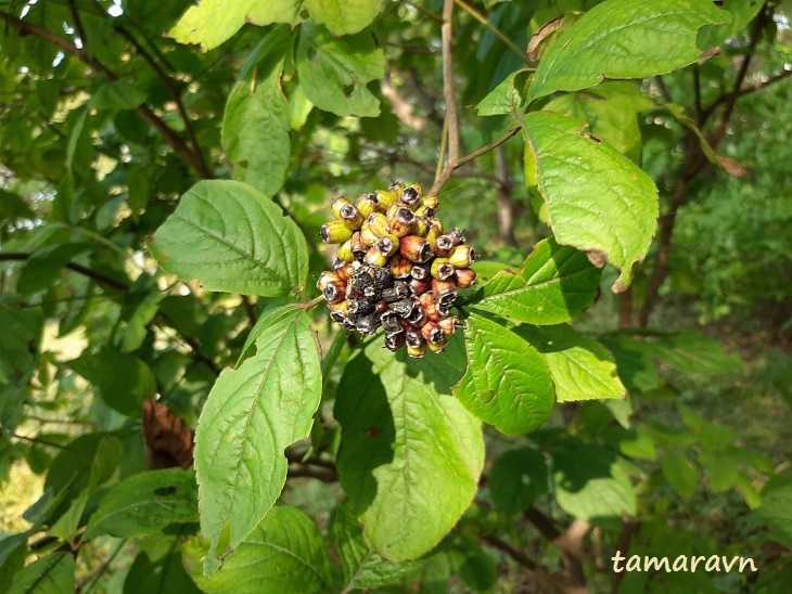 Свободноягодник сидячецветковый (Acanthopanax sessiliflorus, =Eleutherococcus sessiliflorus)