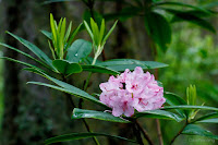 Pacific Rhododendron, Deception Pass State Park