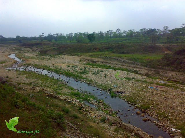 Habitat of Hydrocotyle sibthorpioides