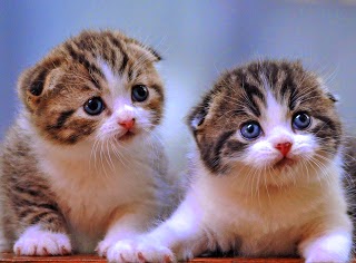 Cara Membersihkan Kucing Persia Anggora Grooming 