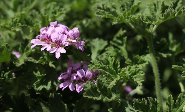 Pelargonium Graveolens Flowers Pictures