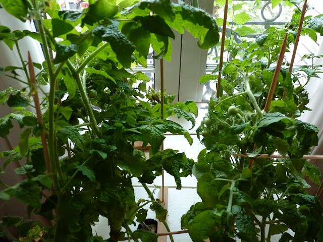 Tomates cerises hydroponie paris18 kratky