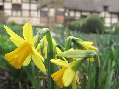 "Daffodils, / That come before the swallow dares, and take / The winds of March with beauty;"