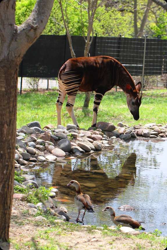Zoo3 202