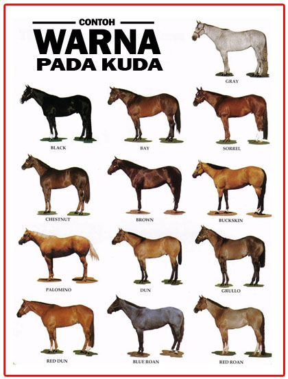KUDA KELATE Mengenali Jenis Warna Kuda
