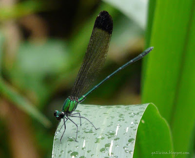 Black-tipped Flashwing male