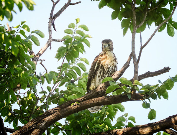 Fledgling #3