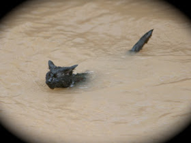 kucing yang hoby berenang di sungai China