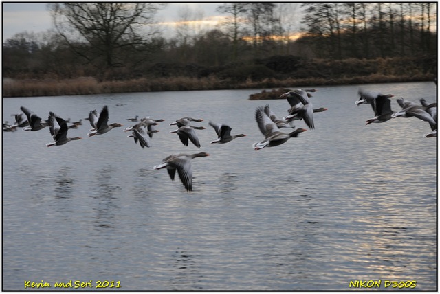 Babe took this lovely photograph of the Greylags flying away to roost at