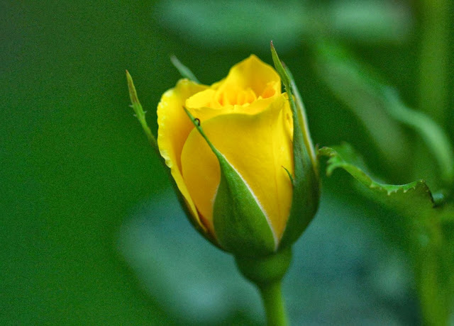 Beautiful Yellow Rose Wallpapers Free Download