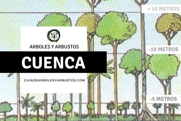 Arboles y arbustos de la provincia de Cuenca, España, por estratos