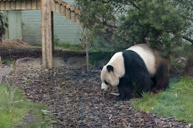 Giant Pandas in Scotland