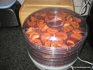 sliced tomatoes dehydrating in my Lakeland dehydrating gadget