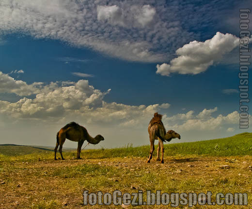 İpek yolu'nun kamyonları, develer, Göbeklitepe, Urfa