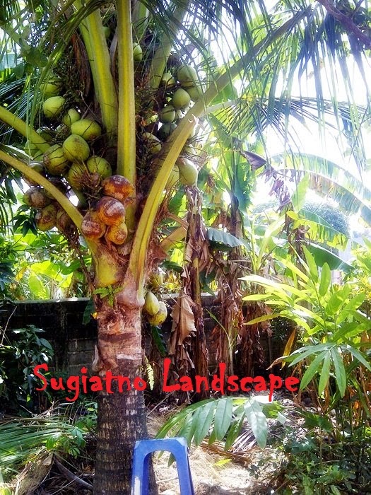 Pohon kelapa ijo kelapa ijo khasiat air kelapa ijo 