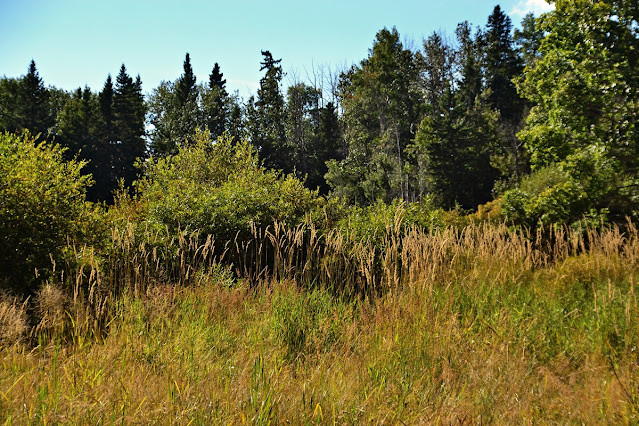 wetland, boreal forest, cohanmagazine.blogspot.com