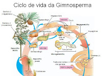 Estrutura E Ciclo De Vida Das Plantas