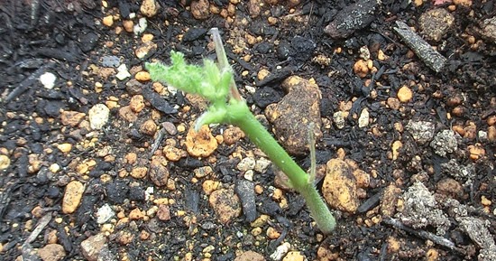 花と野菜 保存版 水のあげすぎ プランターの水はけを良く