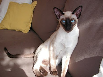 siamese cat information