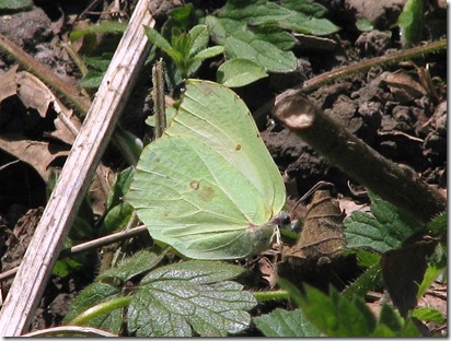 20130503 SV female brimstone