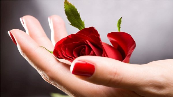 Hand Rose Flower Images - Rose Garden Images - rose garden - NeotericIT.com
