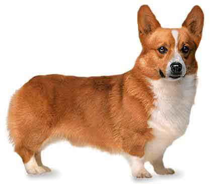 How to Breeds Pembroke Welsh Corgi Dog