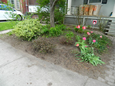 Toronto Wychwood Front Yard Spring Cleanup After by Paul Jung Gardening Services--a Toronto Organic Gardener