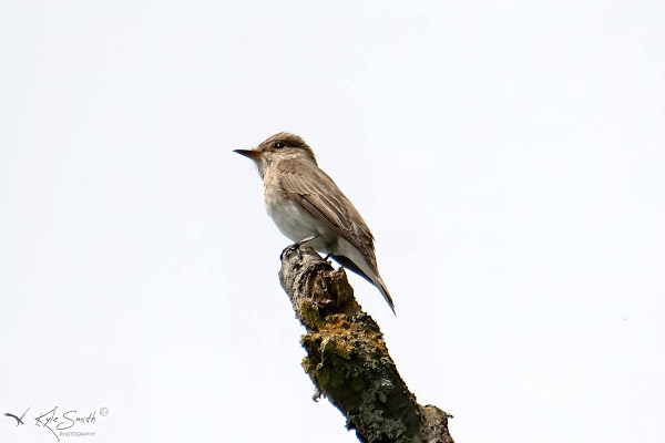 Spotted flycatcher