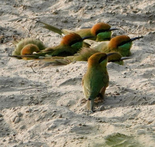 pakhi-prakriti-part-23-banshpati-pakhi-green-bee-eater-bird-jana-ajana-feature-knowledge-by-shrabani-chatterjee-tatkhanik-digital-bengali-web-bangla-e-magazine-পাখি-প্রকৃতি-শ্রাবণী-চ্যাটার্জী