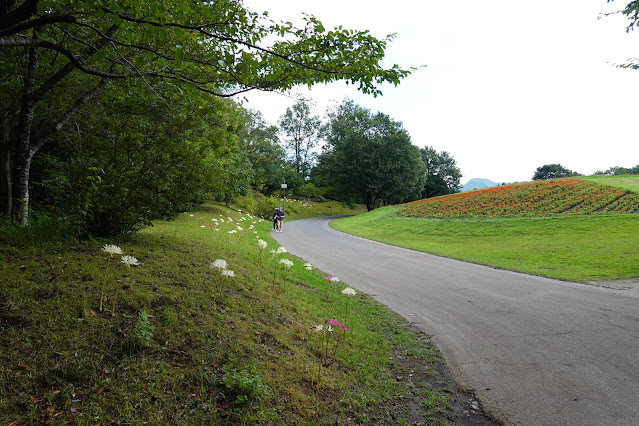 鳥取県西伯郡南部町鶴田　とっとり花回廊　花の丘