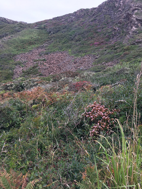 Cornwall Lizard heather