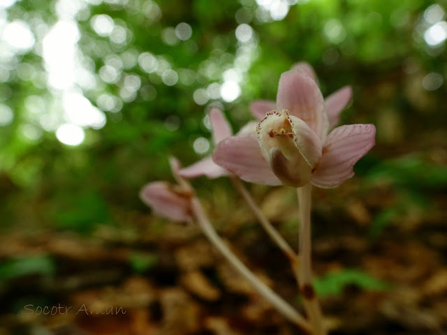 Yoania japonica