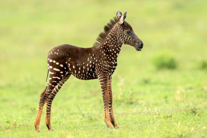 Rare Baby Zebra Was Born With Spots Instead Of Stripes, And It Stole Our Hearts