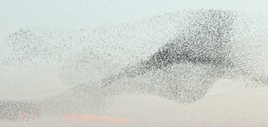 starlings1