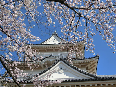 小田原城の桜