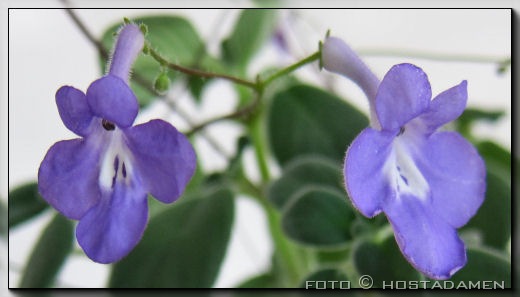 Streptocarpus