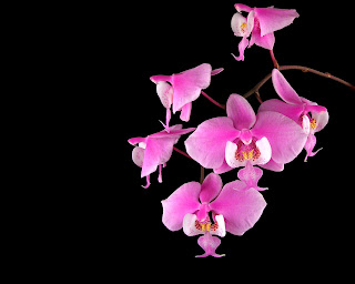 phalaenopsis orchids