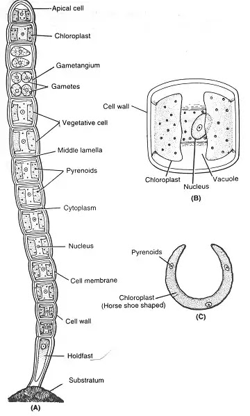 Ulothrix (यूलोथ्रिक्स):-an overview | Systematic Position, Habitat and Structure